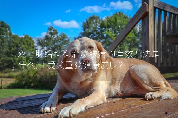 雙甲脒給狗狗治皮膚病的有效方法是什么,讓愛犬重獲健康皮膚？