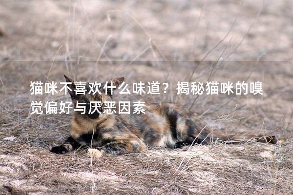 貓咪不喜歡什么味道？揭秘貓咪的嗅覺偏好與厭惡因素