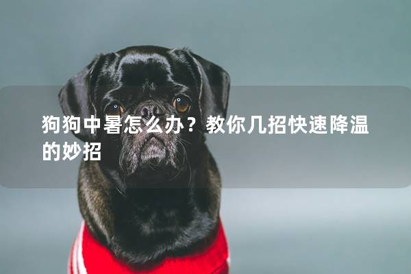 狗狗中暑怎么辦？教你幾招快速降溫的妙招