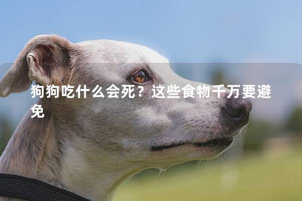 狗狗吃什么會(huì)死？這些食物千萬(wàn)要避免