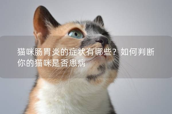 貓咪腸胃炎的癥狀有哪些？如何判斷你的貓咪是否患病