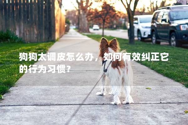 狗狗太調皮怎么辦，如何有效糾正它的行為習慣？