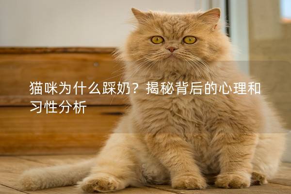 貓咪為什么踩奶？揭秘背后的心理和習性分析