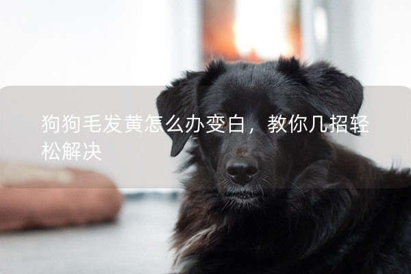 狗狗毛發(fā)黃怎么辦變白，教你幾招輕松解決