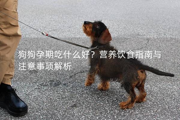 狗狗孕期吃什么好?營養飲食指南與注意事項解析 狗狗孕期吃什么好?營養飲食指南與注意事項解析