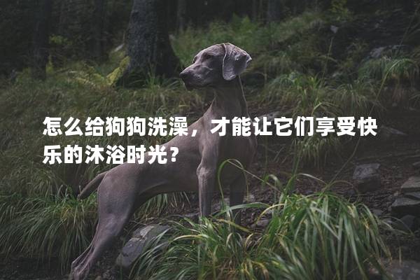 怎么給狗狗洗澡，才能讓它們享受快樂的沐浴時(shí)光？