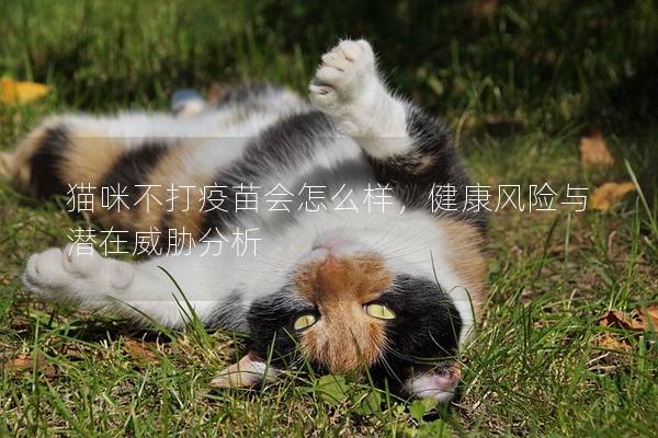 貓咪不打疫苗會(huì)怎么樣，健康風(fēng)險(xiǎn)與潛在威脅分析