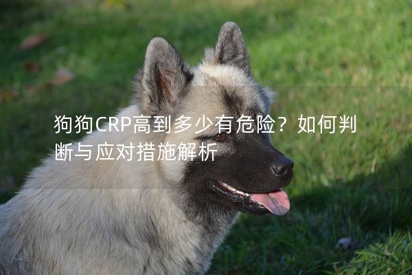 狗狗CRP高到多少有危險？如何判斷與應對措施解析