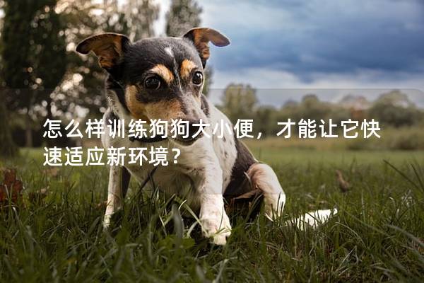 怎么樣訓練狗狗大小便，才能讓它快速適應新環境？