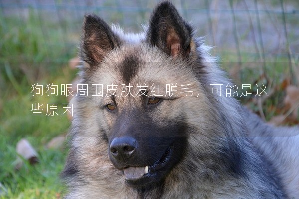 狗狗眼周圍皮膚發(fā)紅脫毛，可能是這些原因