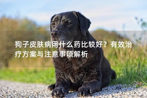 狗子皮膚病用什么藥比較好？有效治療方案與注意事項解析
