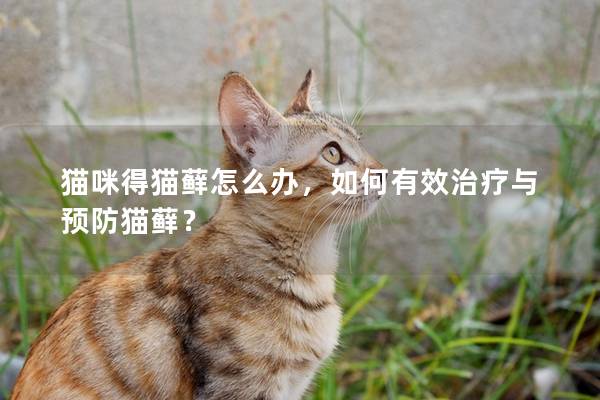 貓咪得貓?zhí)\怎么辦，如何有效治療與預(yù)防貓?zhí)\？