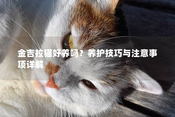 金吉拉貓好養(yǎng)嗎？養(yǎng)護(hù)技巧與注意事項(xiàng)詳解