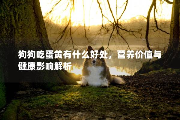 狗狗吃蛋黃有什么好處，營(yíng)養(yǎng)價(jià)值與健康影響解析