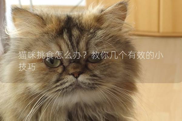 貓咪挑食怎么辦？教你幾個(gè)有效的小技巧