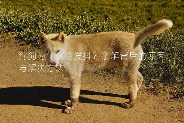 狗狗為什么會發抖？了解背后的原因與解決方法