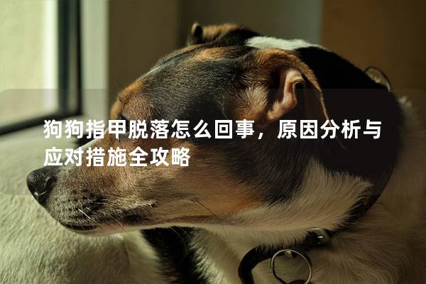 狗狗指甲脫落怎么回事，原因分析與應對措施全攻略