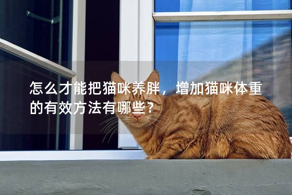 怎么才能把貓咪養胖，增加貓咪體重的有效方法有哪些？