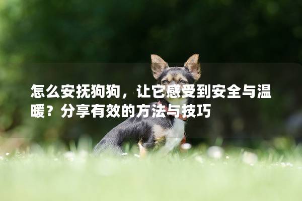 怎么安撫狗狗，讓它感受到安全與溫暖？分享有效的方法與技巧