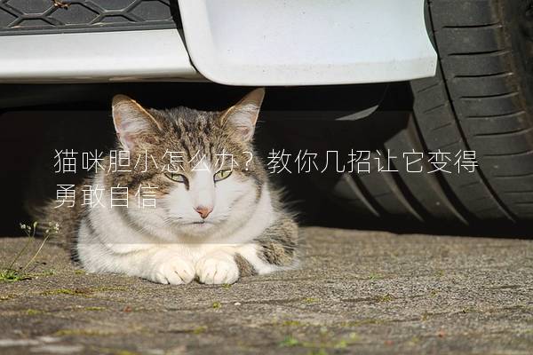 貓咪膽小怎么辦？教你幾招讓它變得勇敢自信