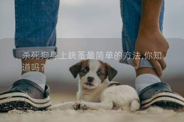 殺死狗身上跳蚤最簡單的方法,你知道嗎？