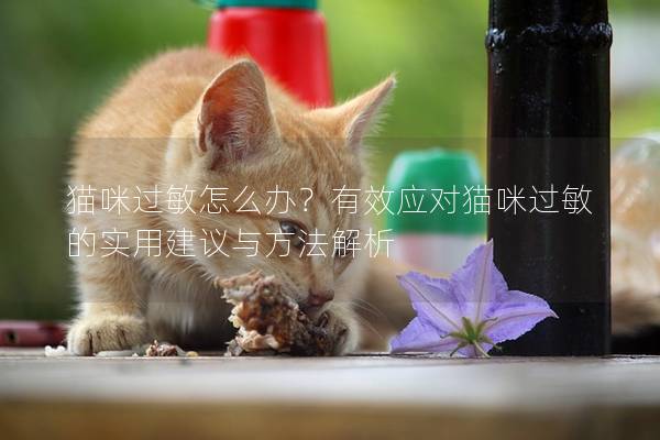 貓咪過敏怎么辦？有效應對貓咪過敏的實用建議與方法解析