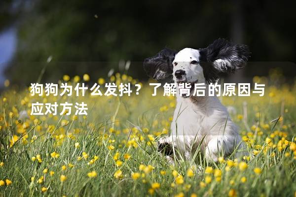 狗狗為什么發抖？了解背后的原因與應對方法