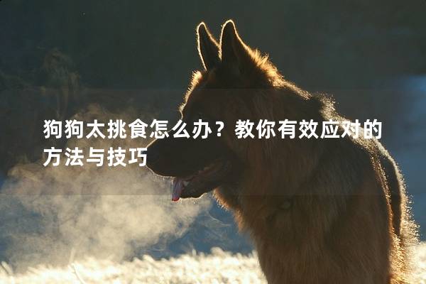 狗狗太挑食怎么辦？教你有效應對的方法與技巧