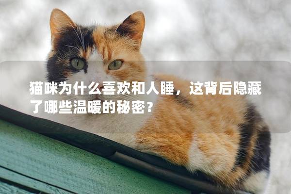 貓咪為什么喜歡和人睡，這背后隱藏了哪些溫暖的秘密？