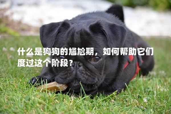什么是狗狗的尷尬期，如何幫助它們度過這個(gè)階段？