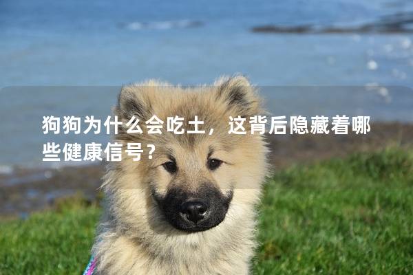 狗狗為什么會吃土，這背后隱藏著哪些健康信號？
