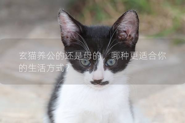 玄貓養(yǎng)公的還是母的,哪種更適合你的生活方式? 玄貓養(yǎng)公的還是母的,哪種更適合你的生活方式?