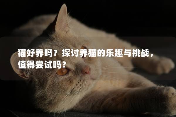 貓好養嗎？探討養貓的樂趣與挑戰，值得嘗試嗎？