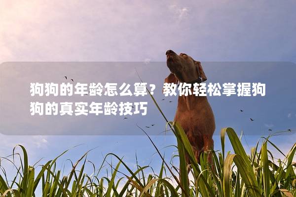 狗狗的年齡怎么算？教你輕松掌握狗狗的真實(shí)年齡技巧