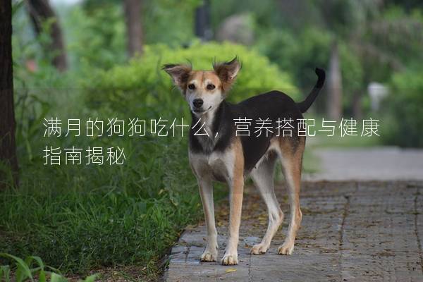 滿月的狗狗吃什么，營(yíng)養(yǎng)搭配與健康指南揭秘