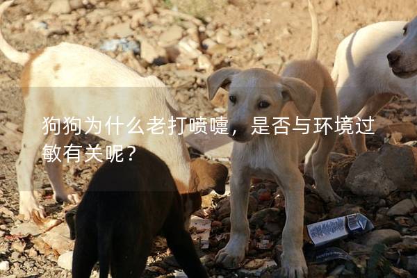 狗狗為什么老打噴嚏，是否與環境過敏有關呢？