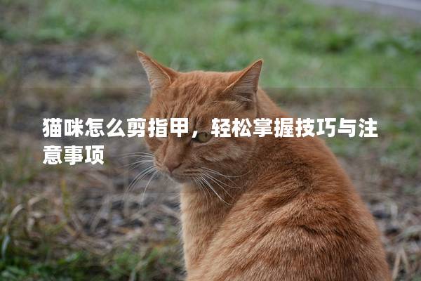 貓咪怎么剪指甲，輕松掌握技巧與注意事項