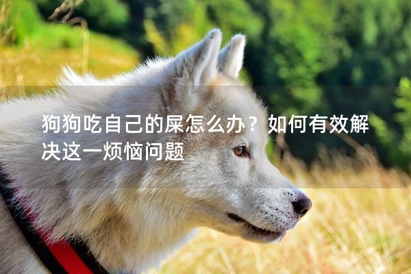 狗狗吃自己的屎怎么辦？如何有效解決這一煩惱問題