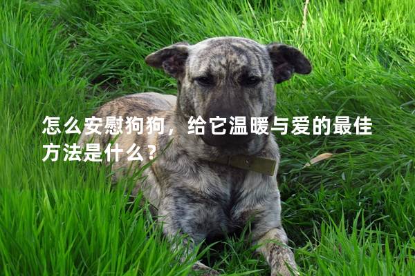怎么安慰狗狗,給它溫暖與愛的最佳方法是什么? 怎么安慰狗狗,給它溫暖與愛的最佳方法是什么?