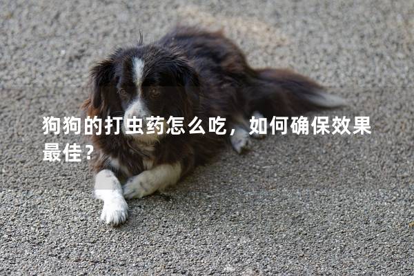 狗狗的打蟲藥怎么吃，如何確保效果最佳？
