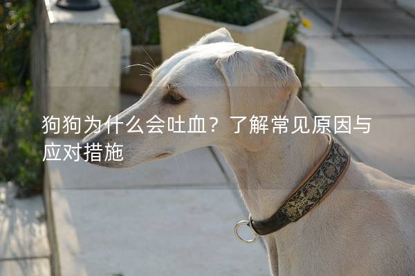 狗狗為什么會(huì)吐血？了解常見(jiàn)原因與應(yīng)對(duì)措施