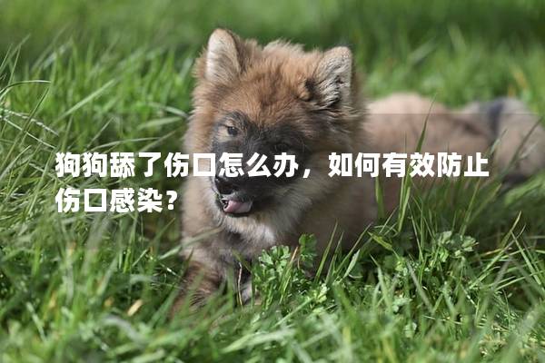 狗狗舔了傷口怎么辦，如何有效防止傷口感染？