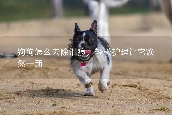 狗狗怎么去除淚痕，輕松護理讓它煥然一新