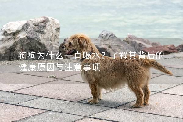 狗狗為什么一直喝水？了解其背后的健康原因與注意事項