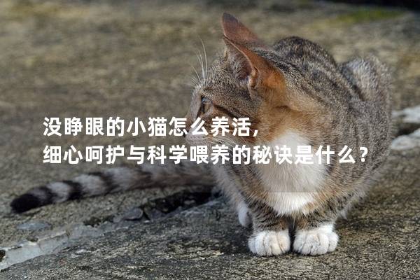沒睜眼的小貓怎么養活, 細心呵護與科學喂養的秘訣是什么? 沒睜眼的小貓怎么養活, 細心呵護與科學喂養的秘訣是什么?