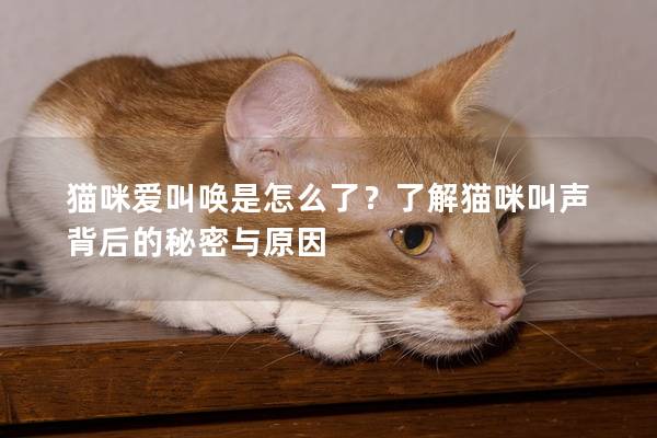 貓咪愛(ài)叫喚是怎么了？了解貓咪叫聲背后的秘密與原因