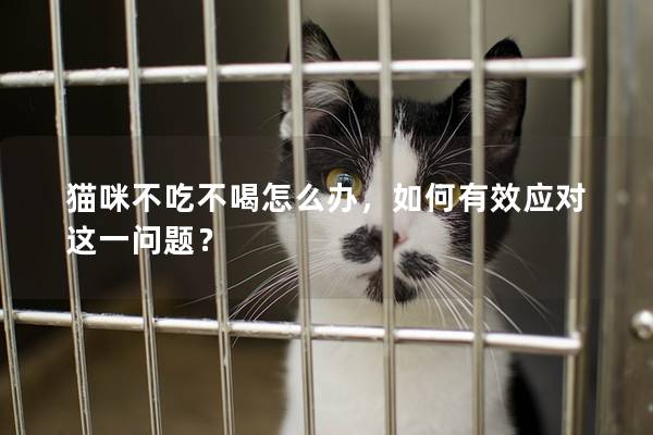 貓咪不吃不喝怎么辦，如何有效應(yīng)對(duì)這一問題？