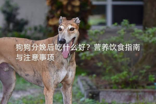 狗狗分娩后吃什么好？營(yíng)養(yǎng)飲食指南與注意事項(xiàng)