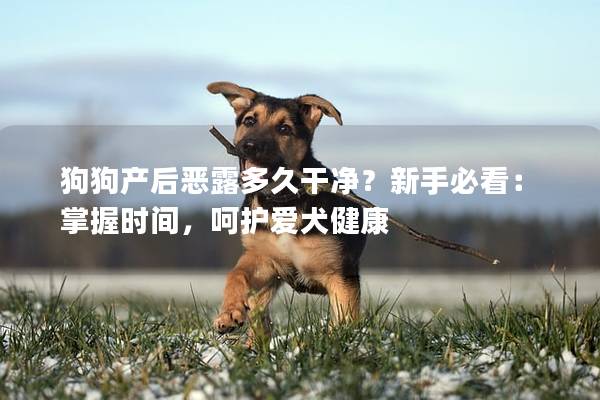 狗狗產后惡露多久干凈？新手必看：掌握時間，呵護愛犬健康