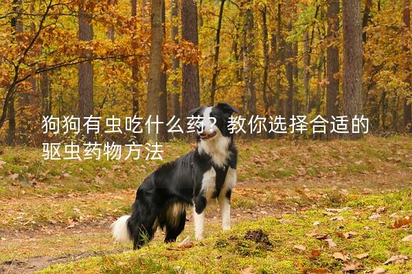 狗狗有蟲吃什么藥？教你選擇合適的驅(qū)蟲藥物方法